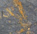 x Ordovician Crinoid Plate - Kaid Rami, Morocco #29256-2